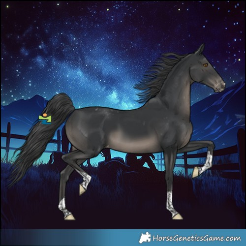 Horse Color:Black Tobiano Appaloosa