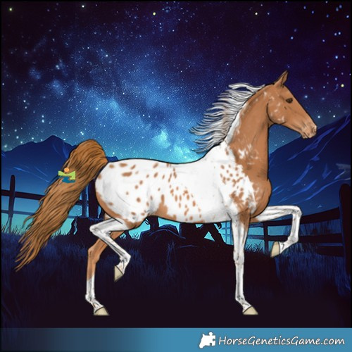 Horse Color:Chestnut Tobiano Appaloosa 