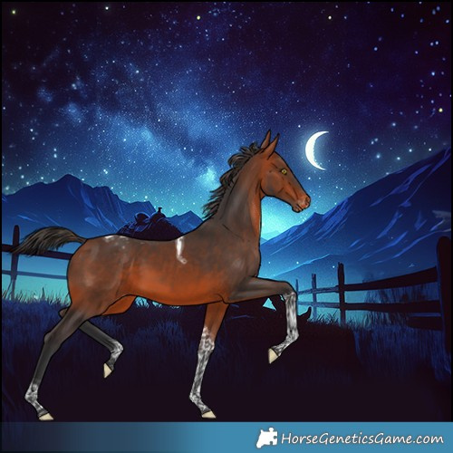 Horse Color:Bay Tobiano Appaloosa 