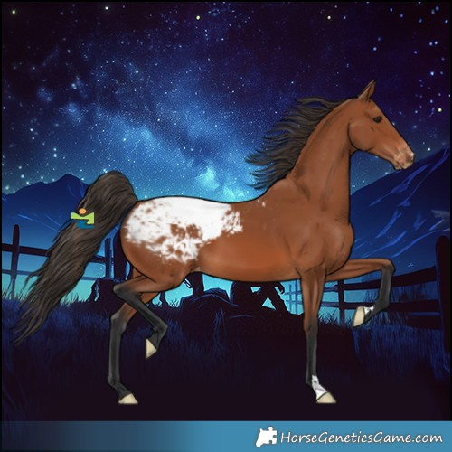 Horse Color:Bay Appaloosa 