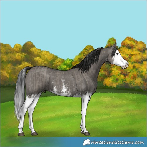 Horse Color:Grullo Sabino Splash  and Gray Grullo Sabino Splash 