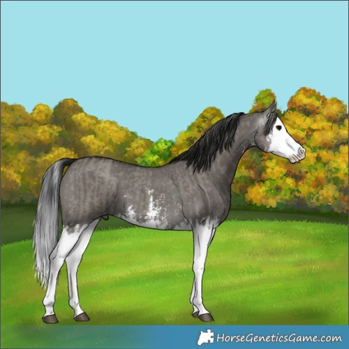 Horse Color:Grullo Sabino Splash  and Gray Grullo Sabino Splash 