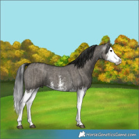 Horse Color:Grullo Sabino Splash  and Gray Grullo Sabino Splash 