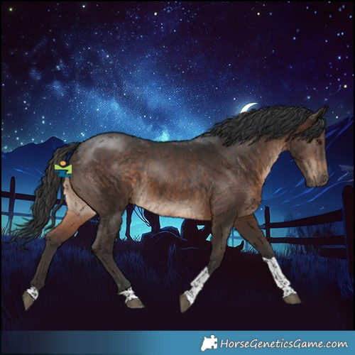 Horse Color:Brown Tobiano 