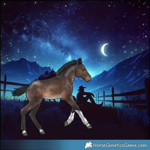 Horse Color:Brown Tobiano