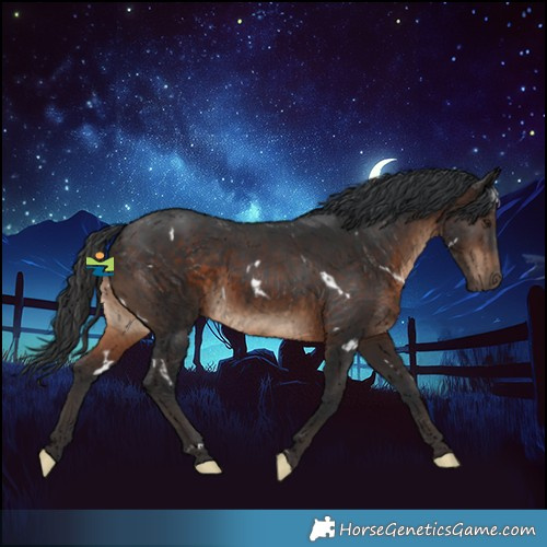 Horse Color:White Spotted Brown 