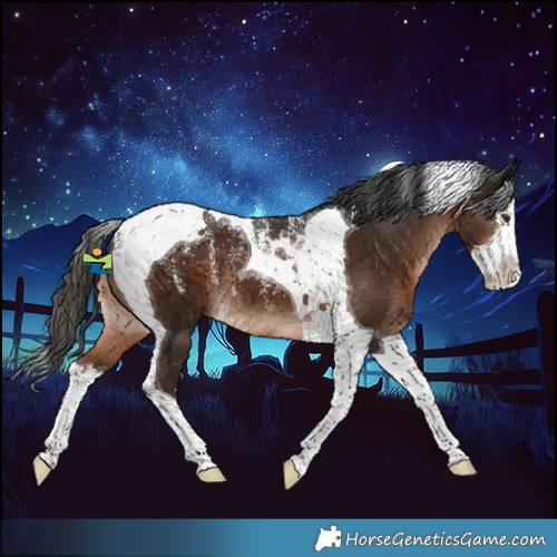 Horse Color:Powder White Liver Chestnut Splash Tobiano 