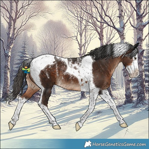 Horse Color:Powder White Liver Chestnut Splash Tobiano 