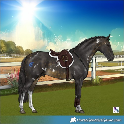 Horse Color:White Spotted Buckskin