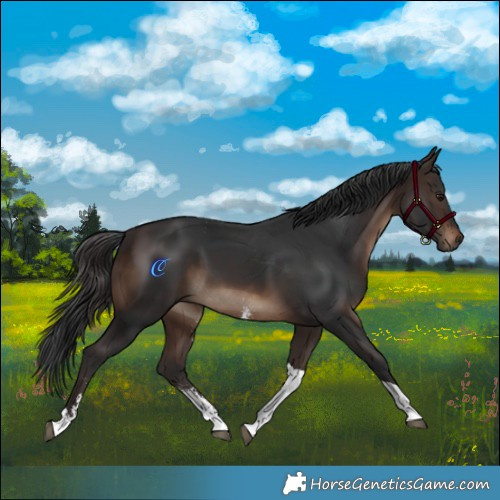 Horse Color:Brown Sabino Tobiano