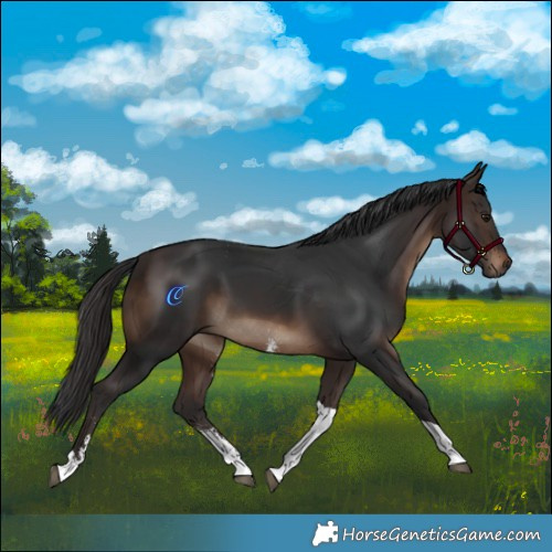 Horse Color:Brown Sabino Tobiano