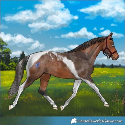 Horse Color:Bay Merle Tobiano