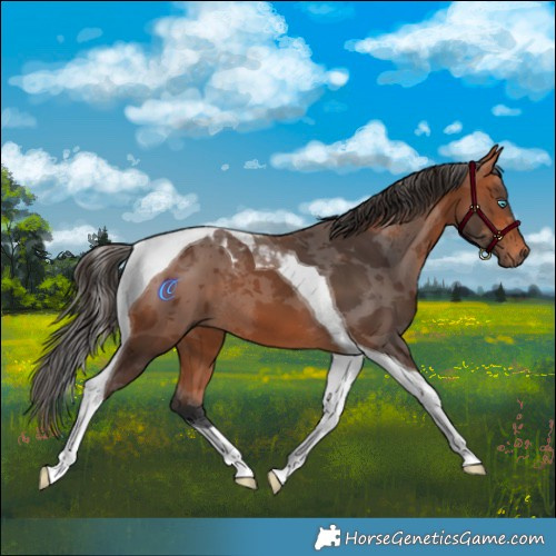 Horse Color:Bay Merle Tobiano
