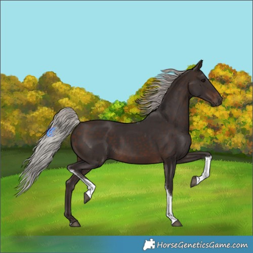 Horse Color:Silver Brown Tobiano 