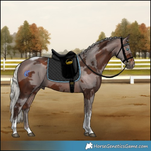 Horse Color:Silver Brown Merle Tobiano Rabicano