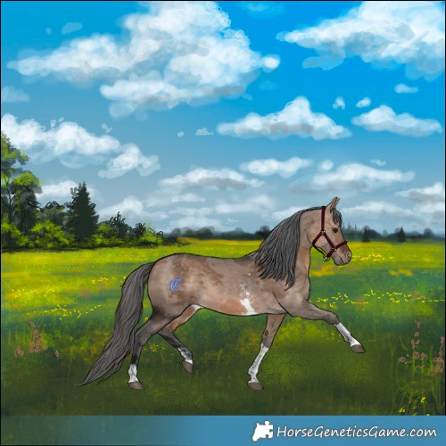 Horse Color:Bay Dun Merle Sabino Tobiano 