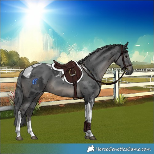 Horse Color:Black Merle Tobiano