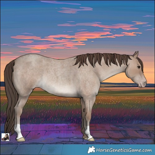 Horse Color:Classic Champagne Roan