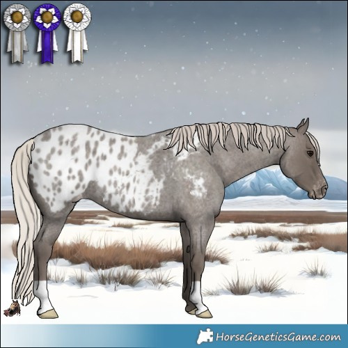 Horse Color:Silver Blue Roan Appaloosa 