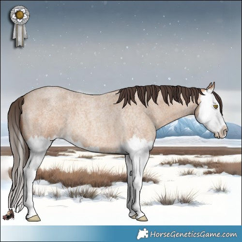 Horse Color:Amber Champagne Roan Splash