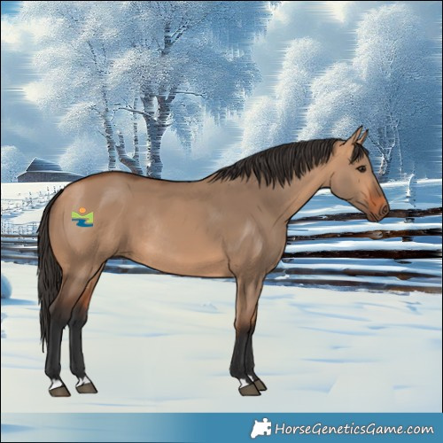 Horse Color:Bay Dun Rabicano 