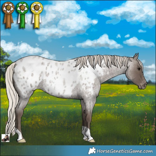 Horse Color:Silver Blue Roan Appaloosa