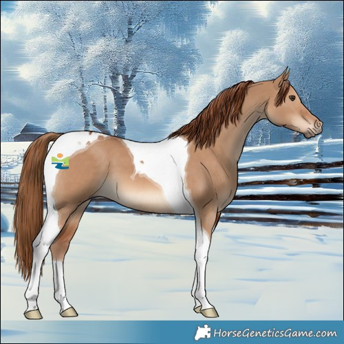 Horse Color:Red Dun Tobiano 