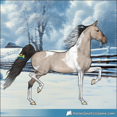 Horse Color:Bay Roan Dun Tobiano