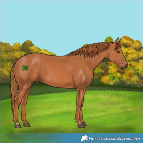Horse Color:Chestnut  and Chestnut 
