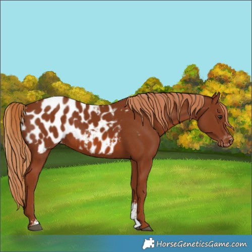 Horse Color:Chestnut Sabino Blanket
