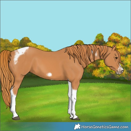 Horse Color:Unknown 