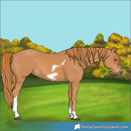 Horse Color:Unknown 