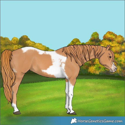 Horse Color:Chestnut Tobiano Frame