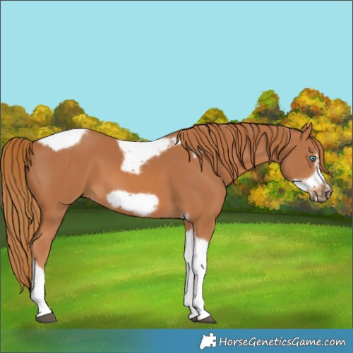 Horse Color:Chestnut Tobiano Frame