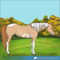 Horse Color:Red Dun Tobiano Frame 