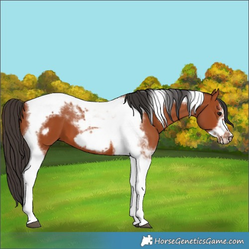 Horse Color:Bay Tobiano Frame 