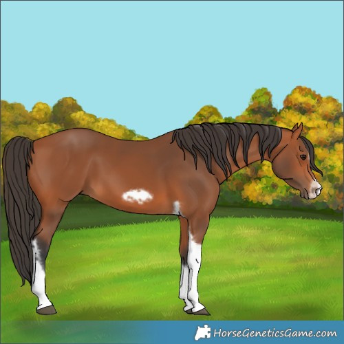 Horse Color:Bay Tobiano Frame 