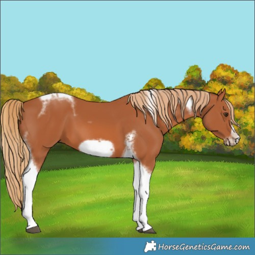 Horse Color:Chestnut Tobiano Frame 