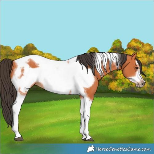 Horse Color:Bay Tobiano Frame 