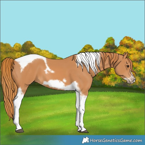Horse Color:Chestnut Tobiano Frame 