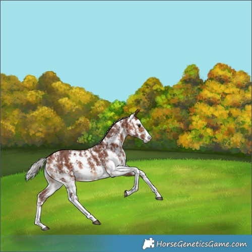 Horse Color:Silver Brown Sabino