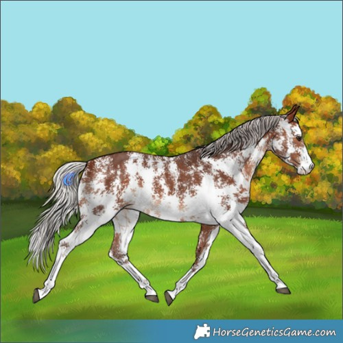 Horse Color:Silver Brown Sabino 