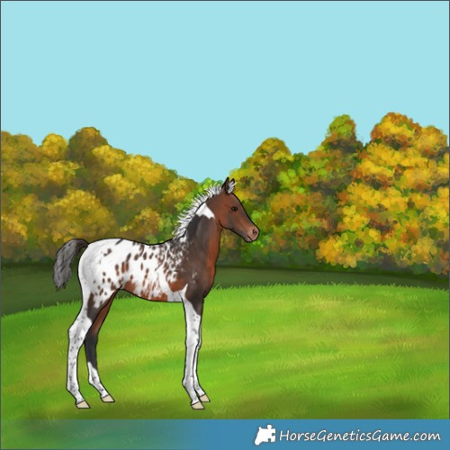 Horse Color:Brown Tobiano Appaloosa 