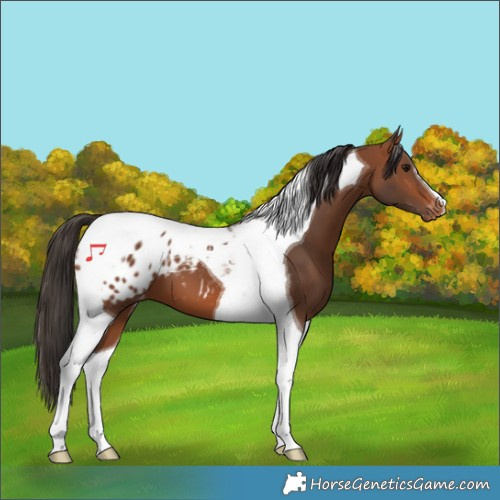 Horse Color:Bay Tobiano Blanket 