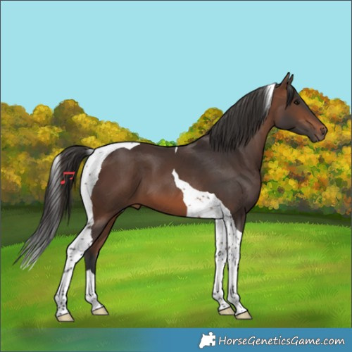 Horse Color:Brown Tobiano 