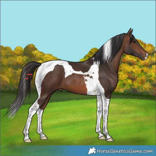 Horse Color:Brown Tobiano 