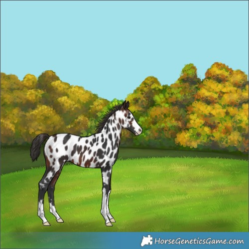 Horse Color:Brown Appaloosa 