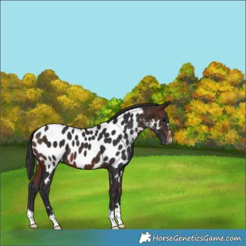 Horse Color:Brown Appaloosa 