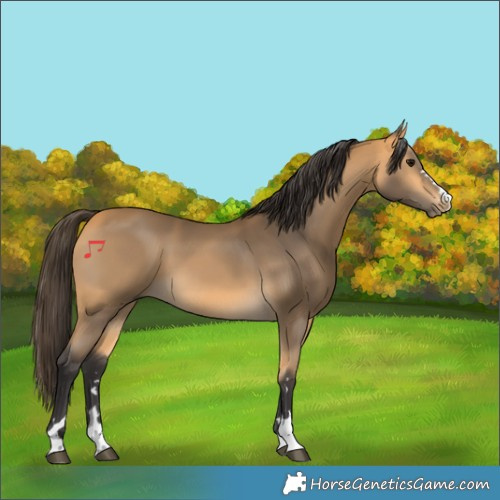 Horse Color:Buckskin 