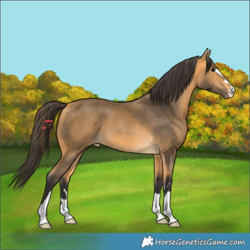 Horse Color:Buckskin 